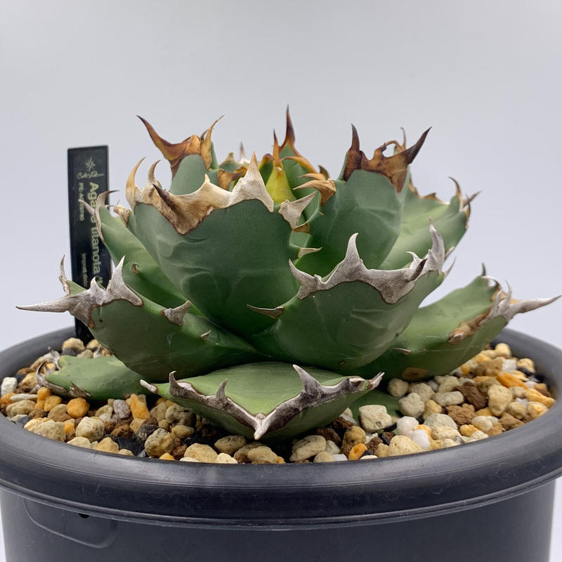 アガベ チタノタ キョウト 【公式通販】