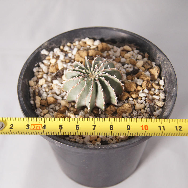 サボテン ゲオヒントニア メキシカーナ Geohintonia Mexicana 実生 送