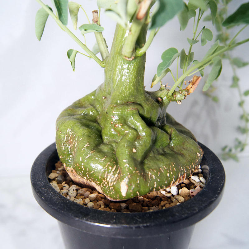 アデニア スピノーサ 2年管理 鉢ごと アデニア スピノーサ 2年管理 鉢ごと