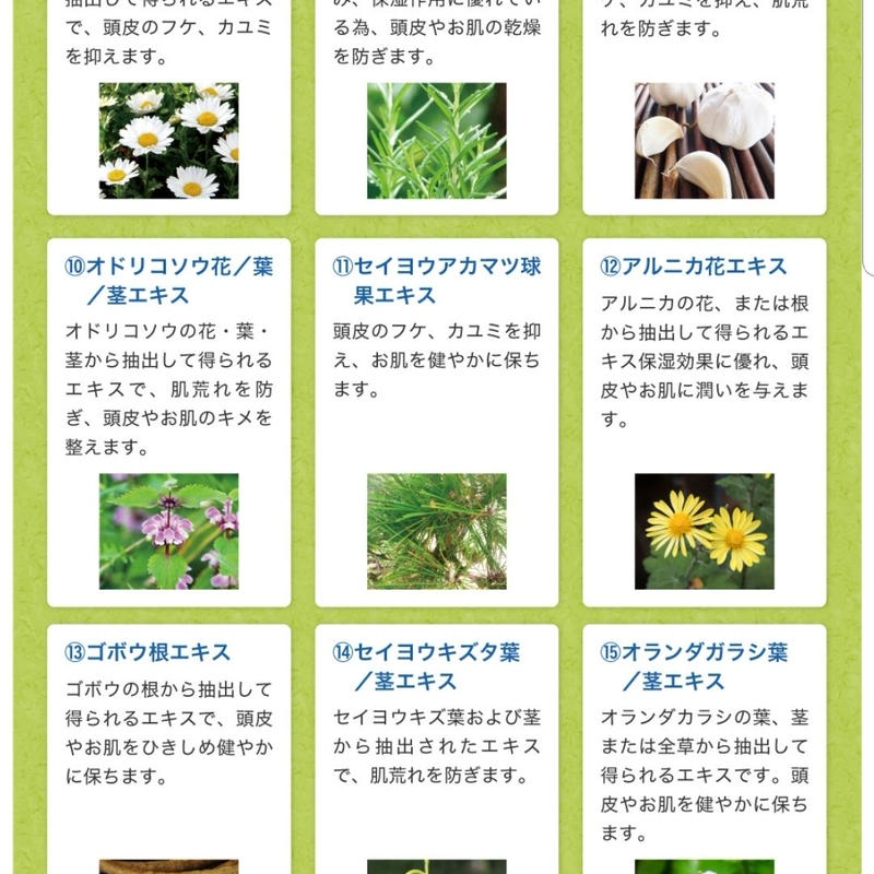 すべての花の画像 最高の花 ニンニクガラシ