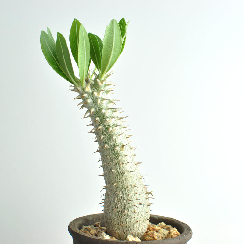 パキポディウム デンシフローラム シバ女王の玉櫛 Qs Plant