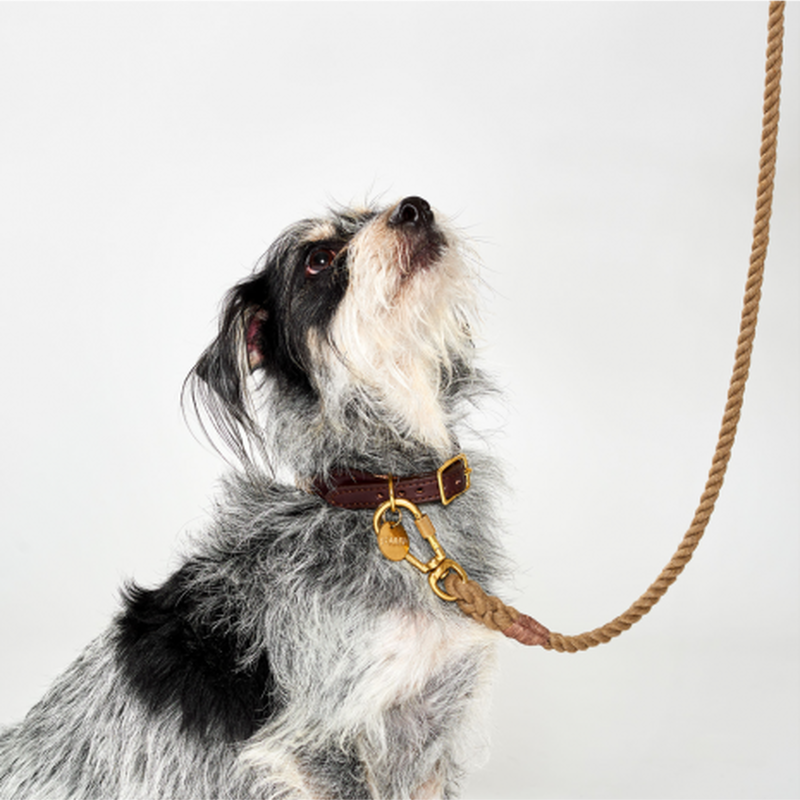予約販売 FOUND MY ANIMAL ファウンドマイアニマル 犬用品 ペット用品¥7,355-www.laeknavaktin.is 予約販売 FOUND MY ANIMAL ファウンドマイアニマル 犬用品 ペット用品¥7,355-www.laeknavaktin.is