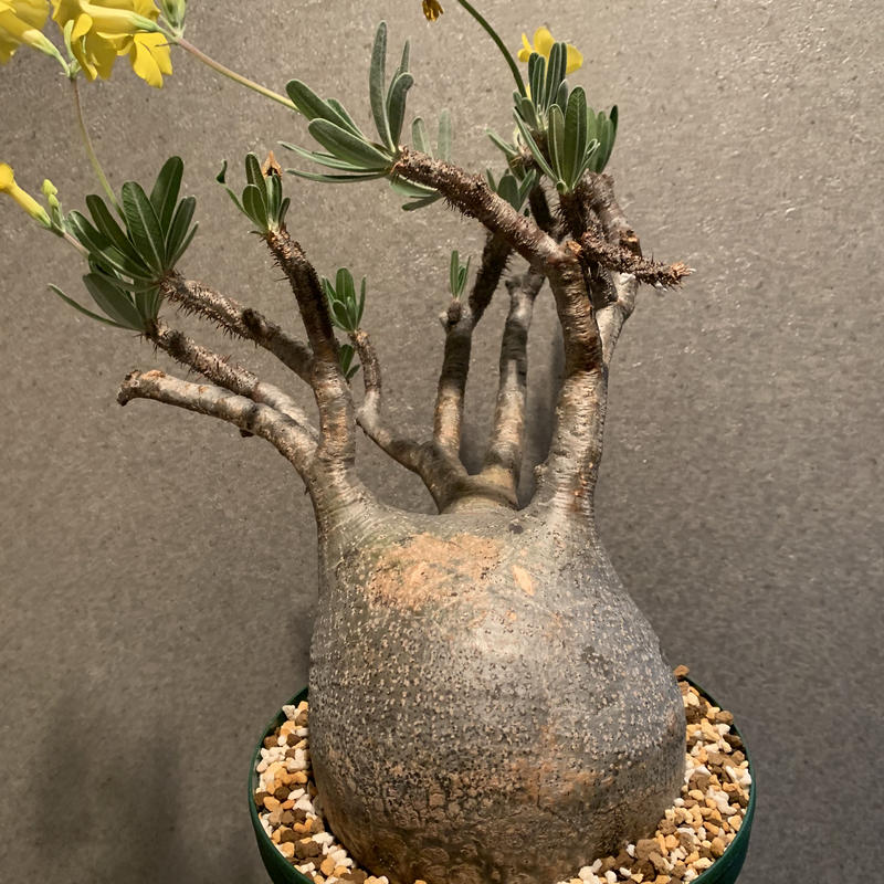 パキポディウム グラキリス ｒ Plants Online