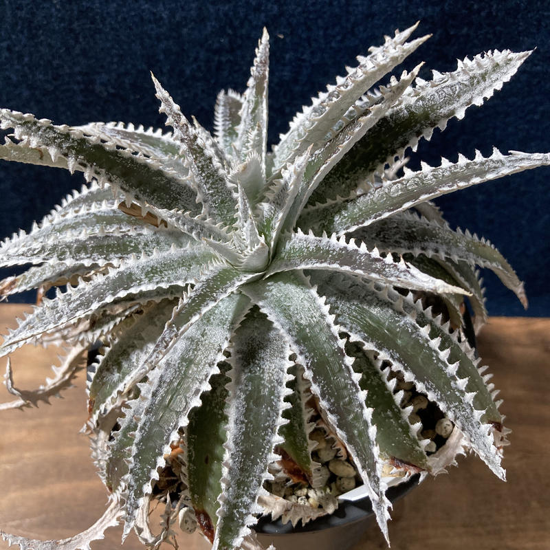 ディッキア ビルベイカー Dyckia tracking code ACC ディッキア ディッキア ビルベイカー Dyckia tracking code ACC ディッキア