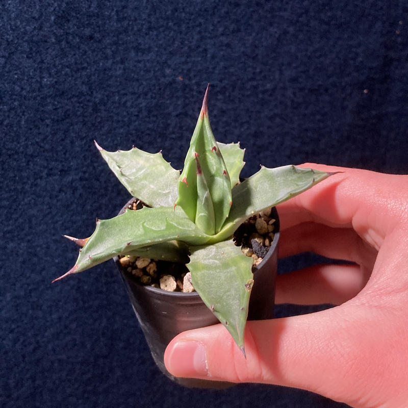 アガベ サルミアナ 墨中斑 グリーンライトニング Agave Salmiana Gr