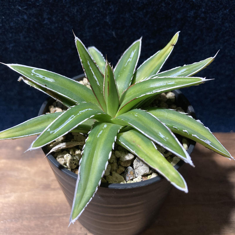 数量限定 特売 アガベ 笹の雪黃覆輪斑 他店圧倒価格 最安値に挑戦 Scarboroughattorneys Com