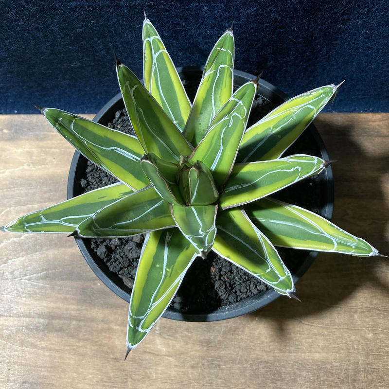 アガベ 笹の雪 濃覆輪 Radical Botanics