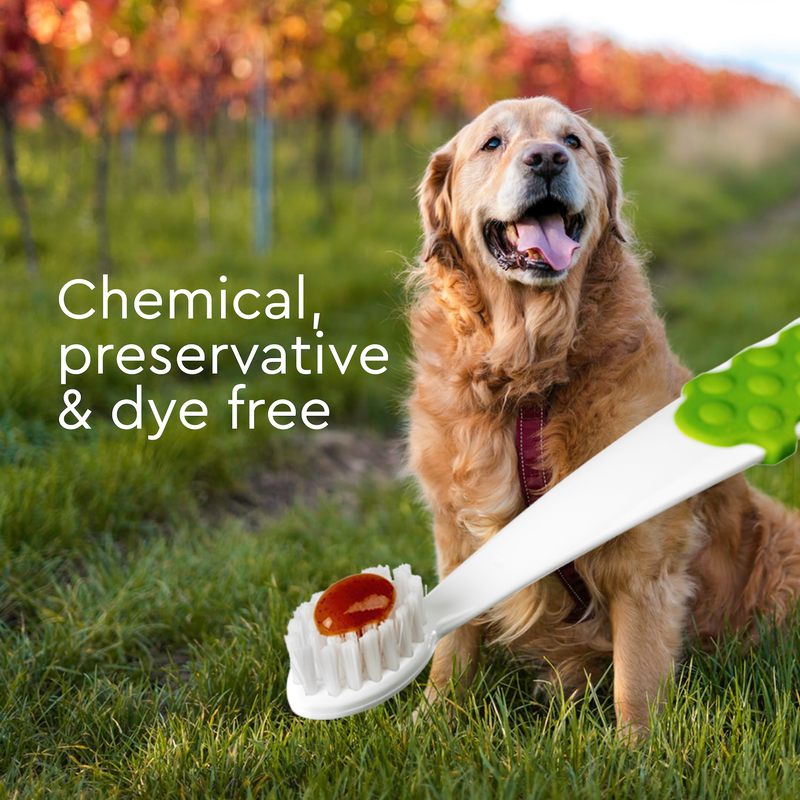 シニア犬用 8才 歯ブラシ オーガニック歯みがきジェル 22 7g セット ラディウ