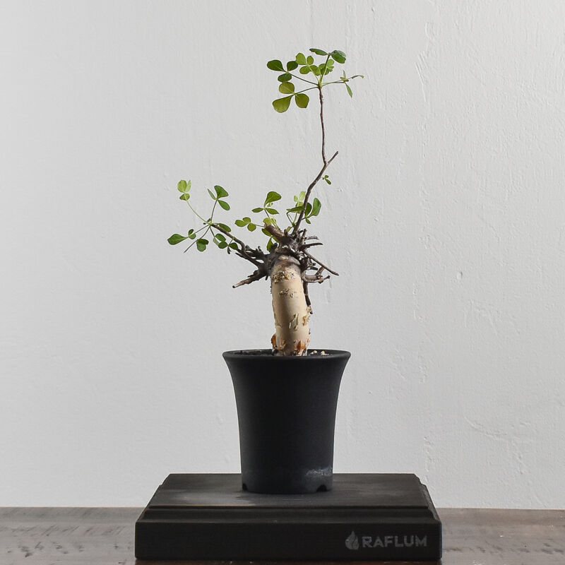 12_コミフォラ カタフ ソマリア産 抜き苗 塊根植物