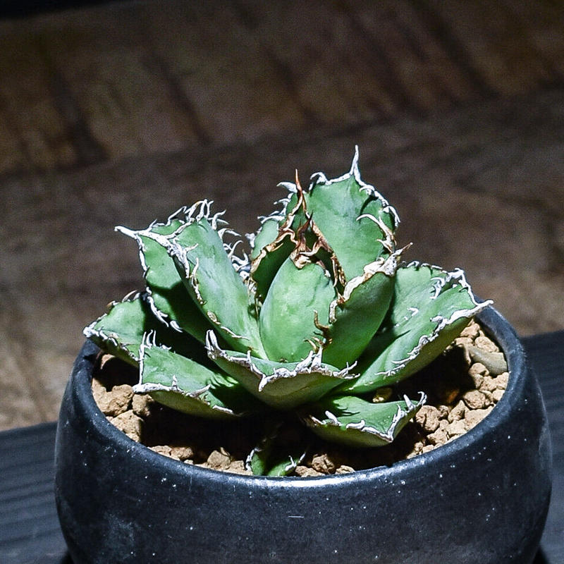 アガベ フィリグリー 中苗ボール形状【C】