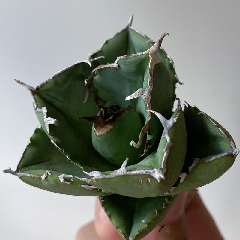 アガベ agave チタノタ FO×ジャガーノートhyd tmgghana.com