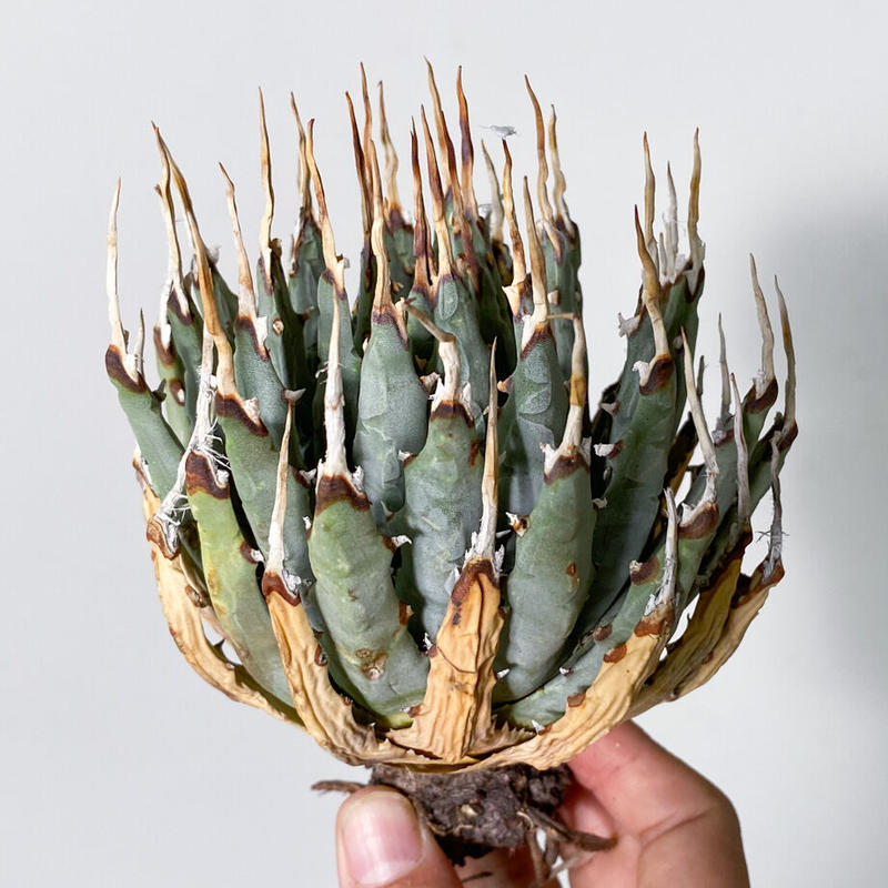 アガベ ユタエンシス エボリスピナ 子株2個つき