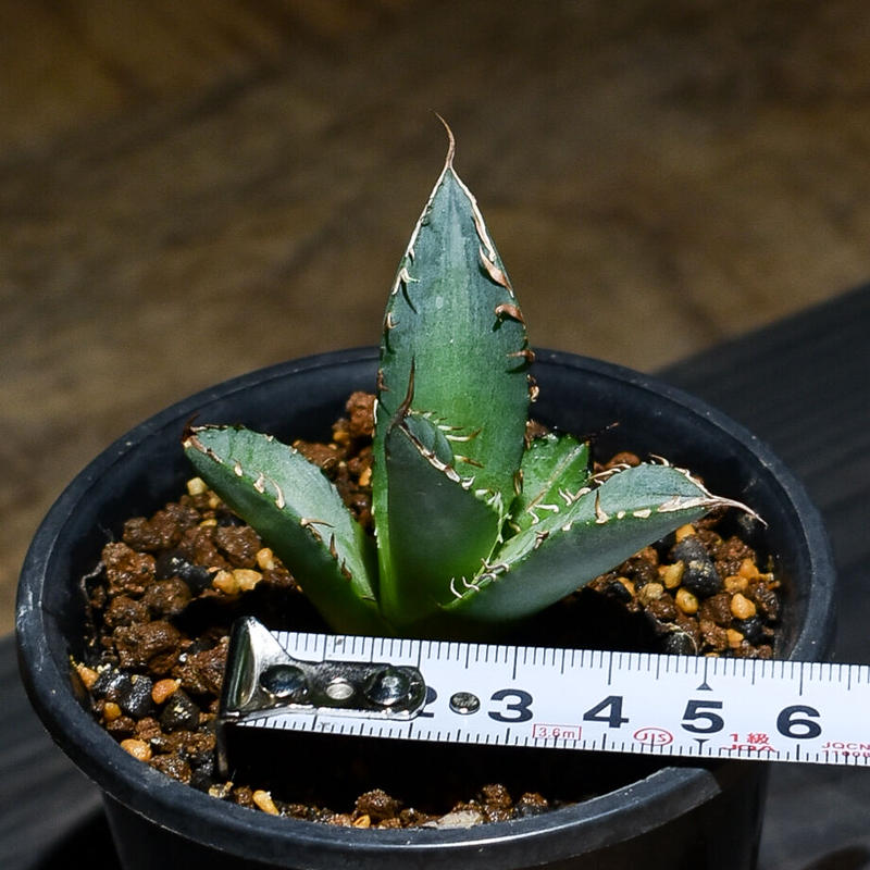 アガベ チタノタ 覇王竜（南覇王） 大株