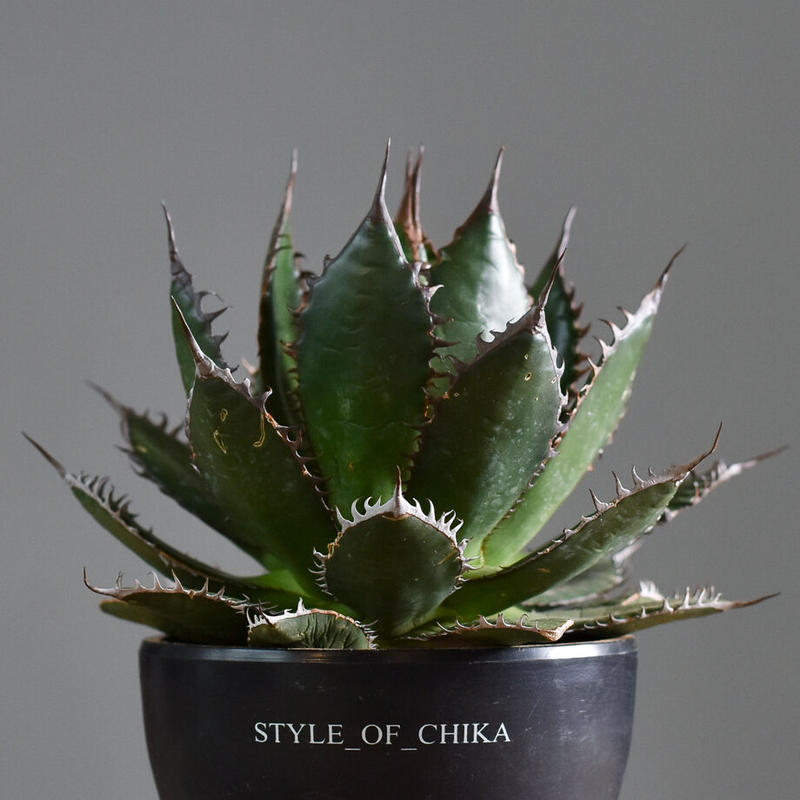 (*)様 【激締まり！！！】US ホリダ MLサイズ 様 【激締まり！！！】US ホリダ MLサイズ ユーフォルビア ホリダ