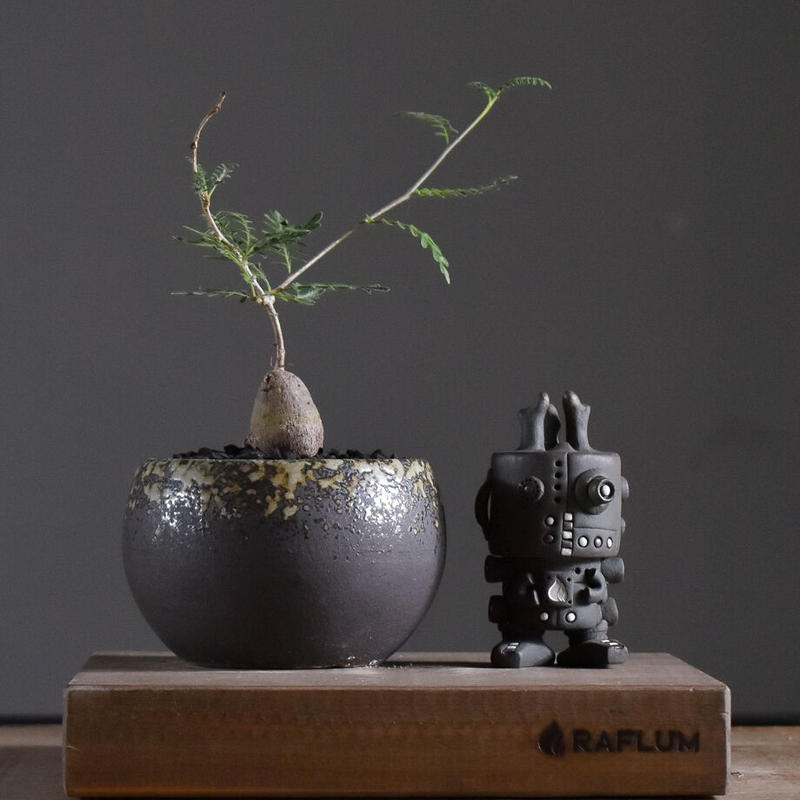 希少】オペルクリカリア ヒファエノイデス 根差し