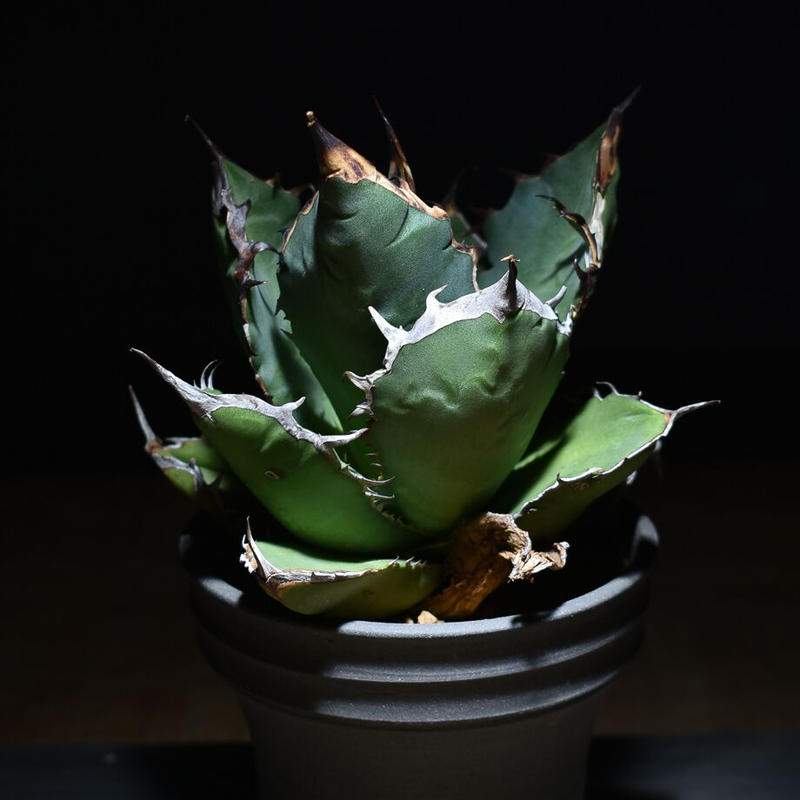 アガベ チタノタ フィリグリー ダブルヘッド 双頭 子株2株付き 【公式