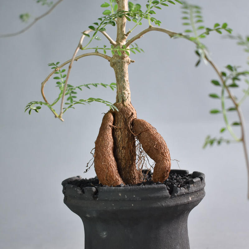 超希少！ オペルクリカリア パキプス × ヒファエノイデス hyb 発