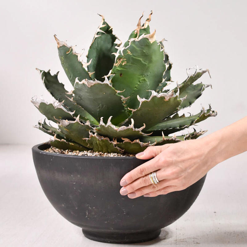 春夏新作モデル アガベ チタノタ Fo076 希少 植物 観葉植物 News Elegantsite Gr