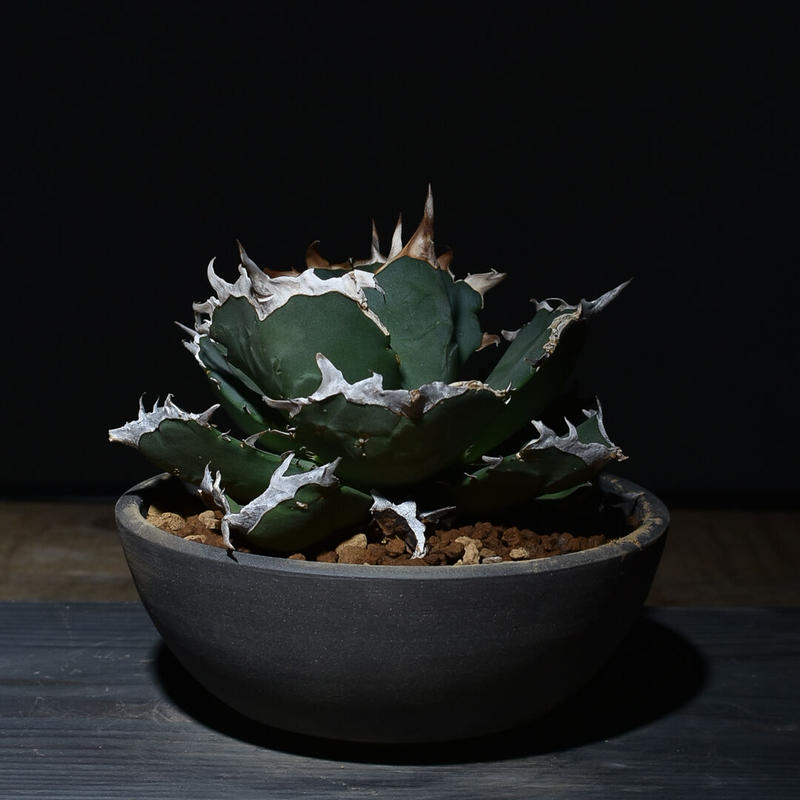 大株】アガベ チタノタ クラブ 【公式通販】