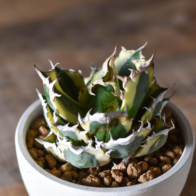 日本お得セール - 【特選】アガベ チタノタ スナグルトゥース - 初