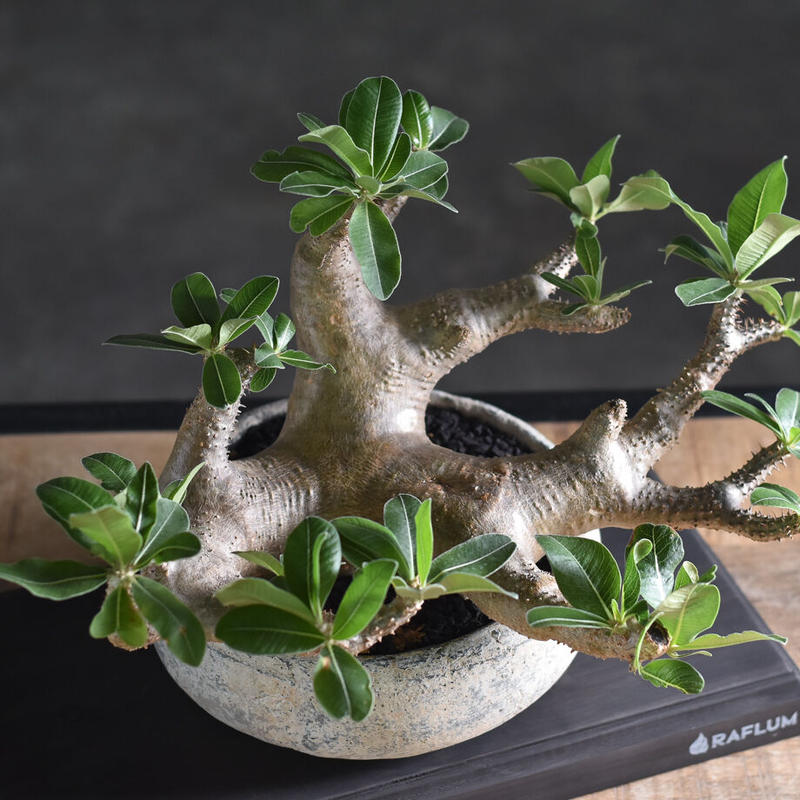 パキポディウム マカイエンセ 当店厳選 希少種になりますのでお買い逃しなく Rf2238