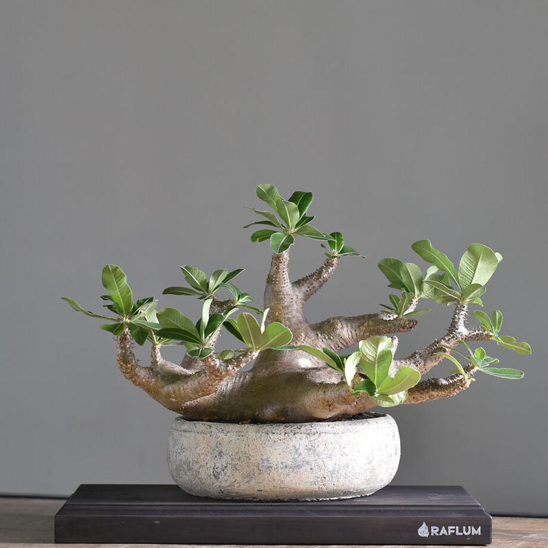 パキポディウム マカイエンセ 当店厳選 希少種になりますのでお買い逃しなく Rf2238