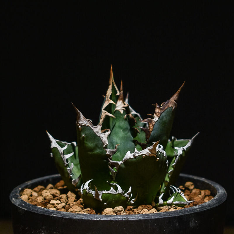 超定番 アガベ チタノタ レッドキャットウィーズル 赤猫 ゴリ猫 強棘