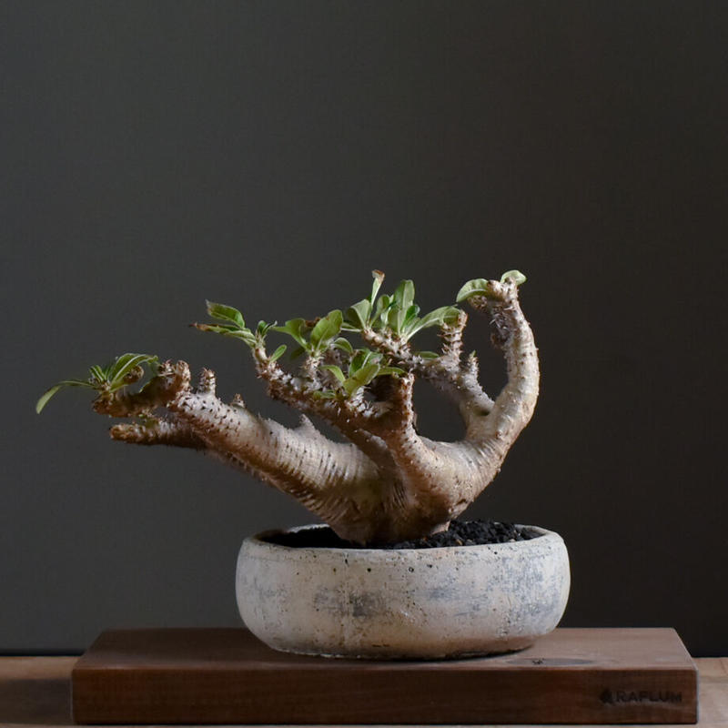 値下げ済み グラキリス 現地球 銀肌 管理4年目 サボオクで購入 わるい 