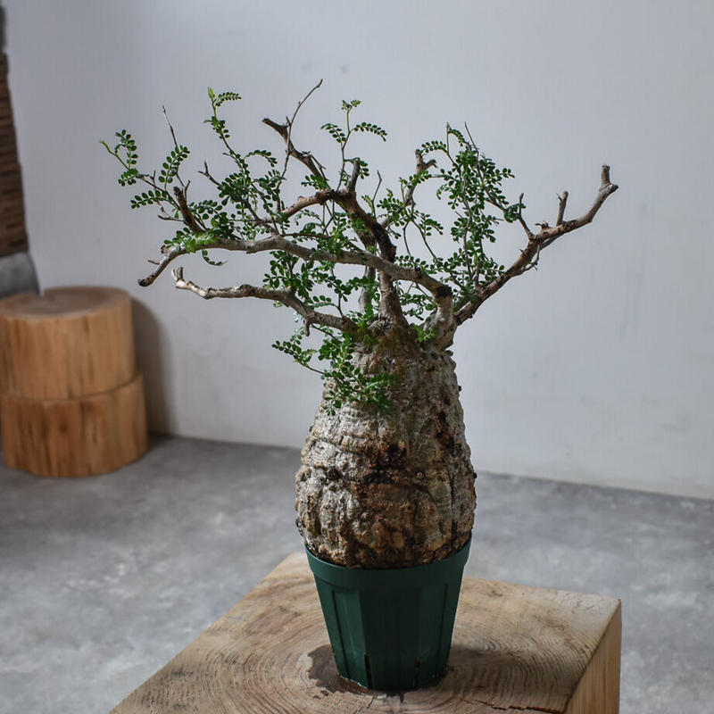 ビジネスバック P72 オペルクリカリア パキプス pachypus 塊根植物