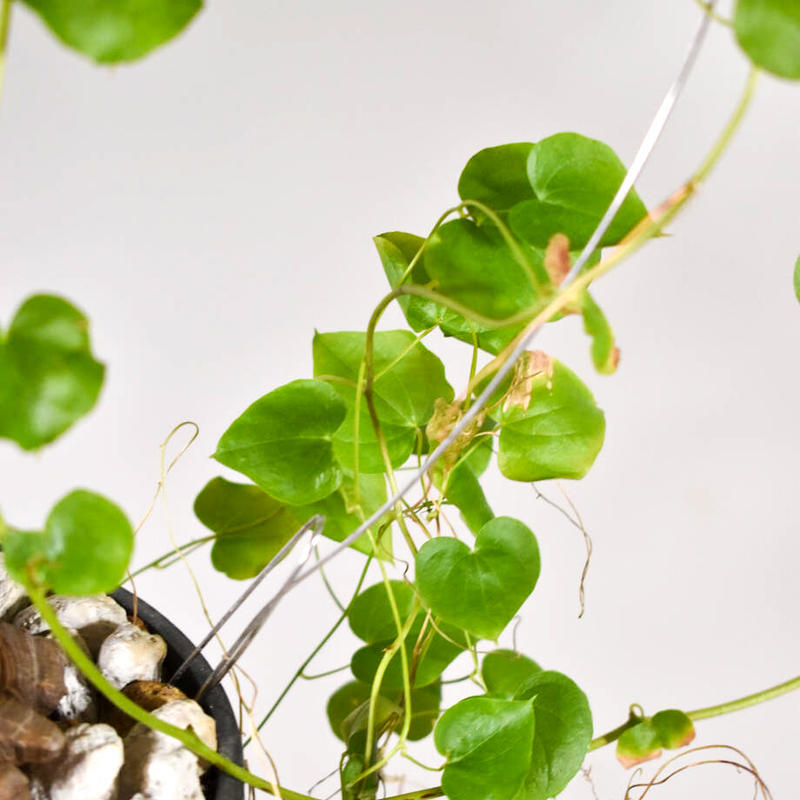 亀甲竜 ディオスコレア エレファンティペス Raflum