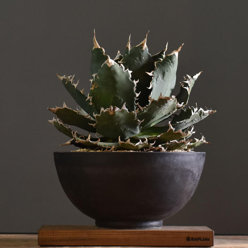 Ask アガベ チタノタ Fo 076 Raflumスペシャル株 Rfd031 Fr