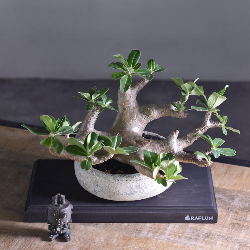 パキポディウム マカイエンセ 当店厳選 希少種になりますのでお買い逃しなく Rf2238