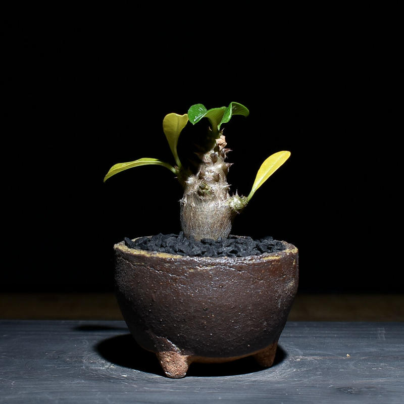 激安通販の 発根済 送込 パキポディウム ウィンゾリー グラキリス