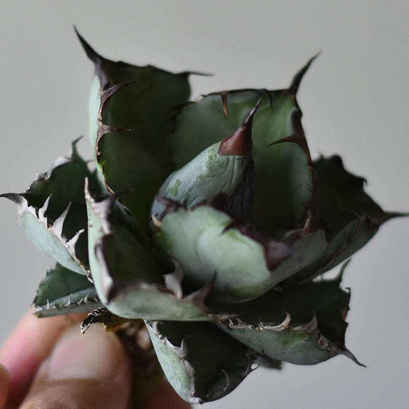 超激安お得 アガベ ブラック&ブルー BB 抜き苗 の通販 by m shop｜ラクマ