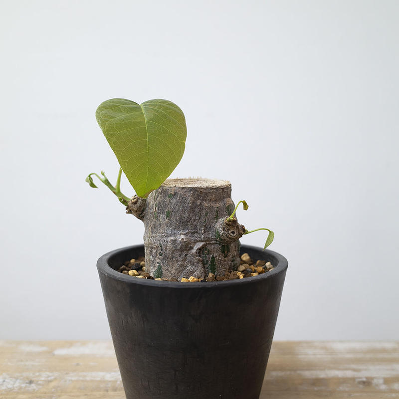 プセウドボンバックス エリプティクム Pseudobombax Ellipticum R