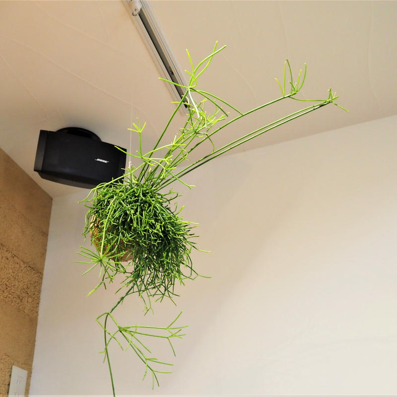 Hang Ball リプサリス カスッサ Ball Size M Hang