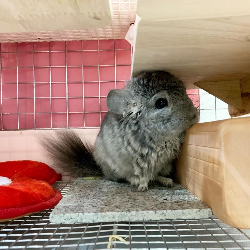 暑さ対策 サンコー ひんやりテラコッタ ペットボトルカバー Royal Chinch