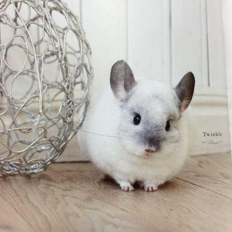 若き春馬のデビュー作 チンチラ写真集 ふわっとチンチラ Royal Chinchil 若き春馬のデビュー作 チンチラ写真集 ふわっとチンチラ Royal Chinchil
