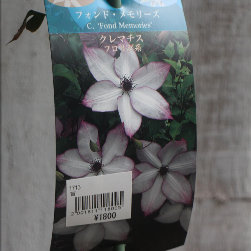 クレマチス フォンド メモリーズ ローザンベリー多和田公式オンラインストア