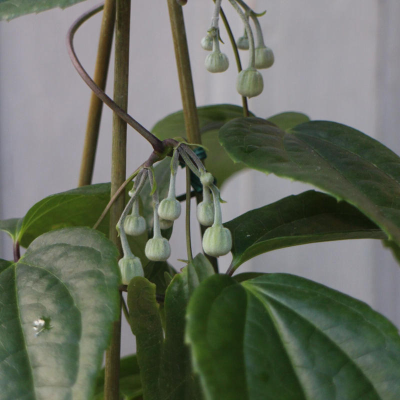 クレマチス 冬色のメロディー アンスンエンシス ローザンベリー多和田公式オンラインストア