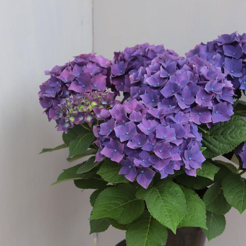 アジサイ ディープパープル ローザンベリー多和田公式オンラインストア