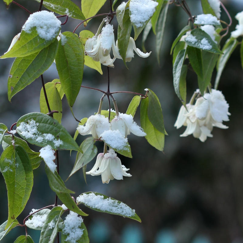 クレマチス 冬色のメロディー アンスンエンシス ローザンベリー多和田公式オンラインストア