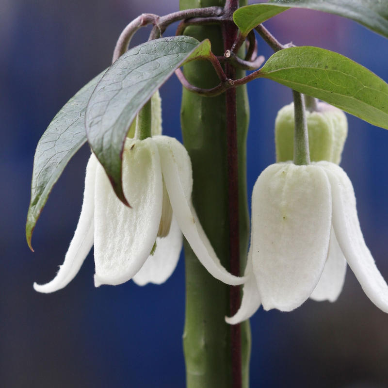 クレマチス 冬色のメロディー アンスンエンシス ローザンベリー多和田公式オンラインストア