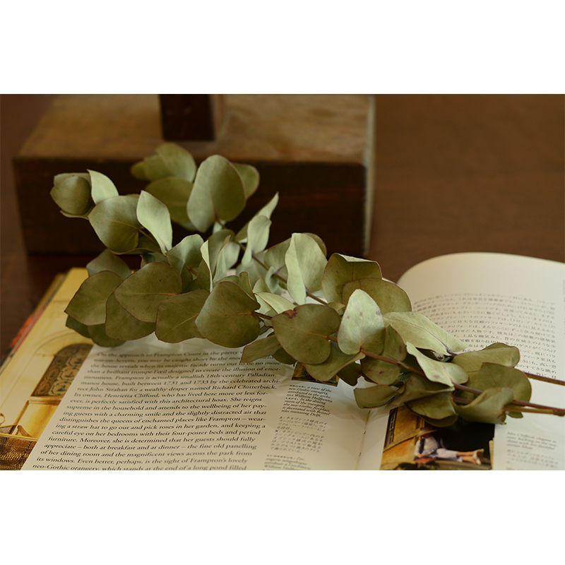 スモーキーグリーンに仕上がった丸葉ユーカリのドライフラワー3本 7tails By Th