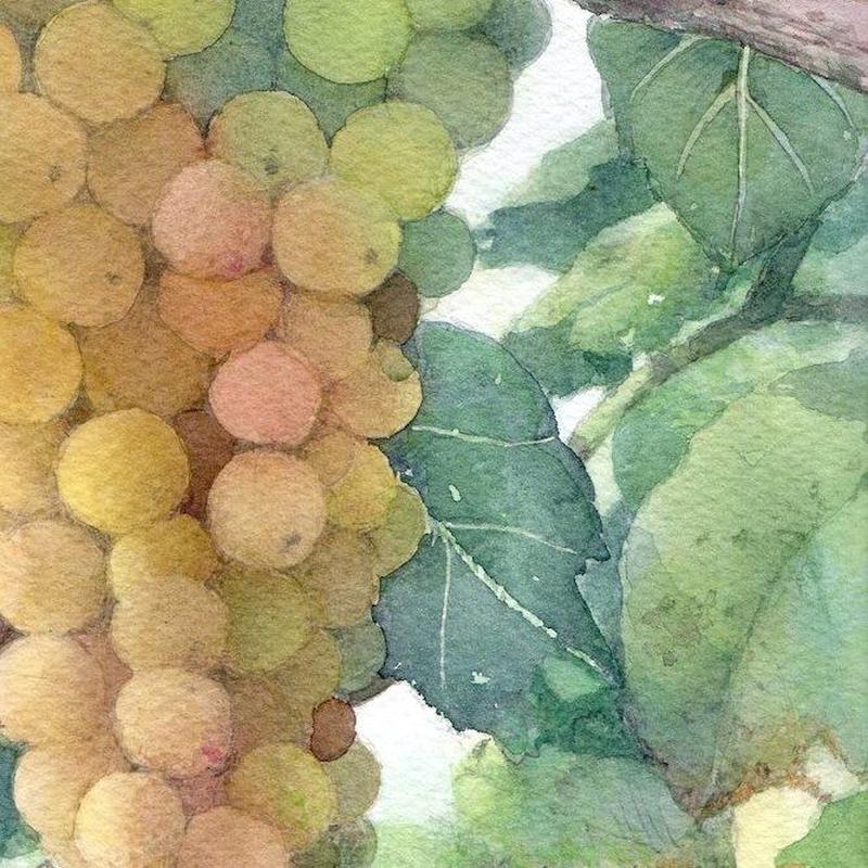 葡萄２ 福井良佑の水彩画 インテリアアイテム
