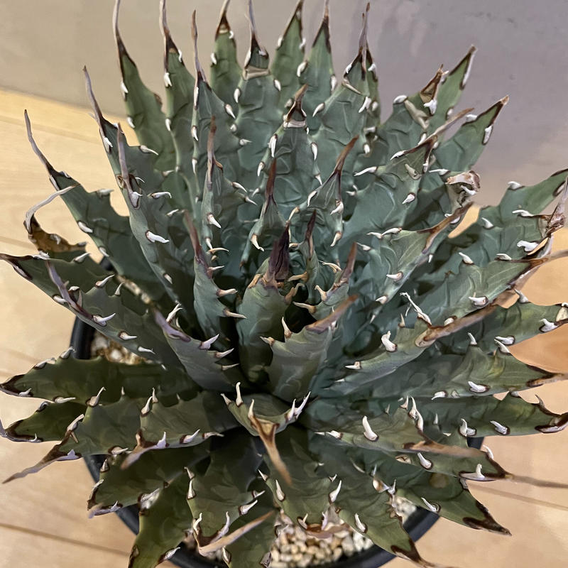 943 アガベ ユタエンシス エボリスピナ ロングスパイン 943 アガベ ユタエンシス エボリスピナ ロングスパイン 943