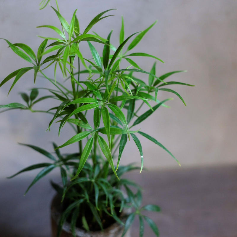 シェフレラ ルフィーナ Saku Botanicalworks シェフレラ ルフィーナ Saku Botanicalworks