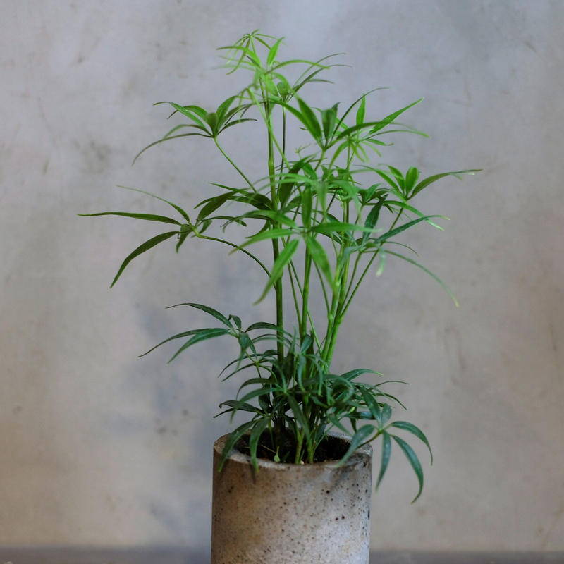 シェフレラ ルフィーナ Saku Botanicalworks シェフレラ ルフィーナ Saku Botanicalworks