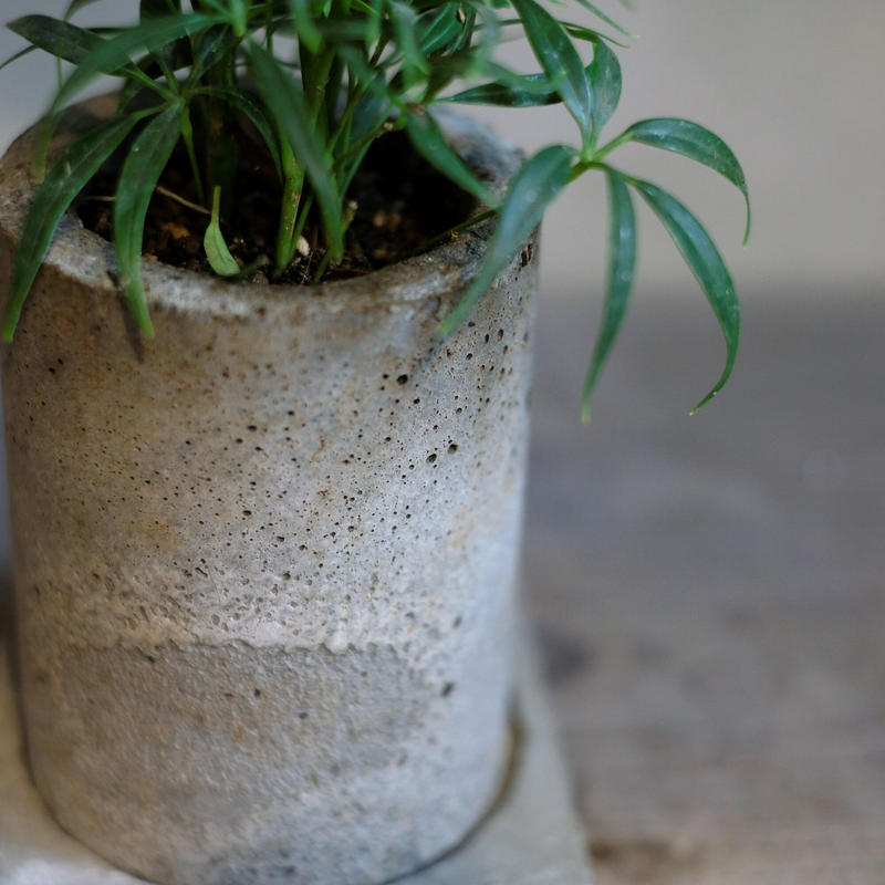 シェフレラ ルフィーナ Saku Botanicalworks シェフレラ ルフィーナ Saku Botanicalworks