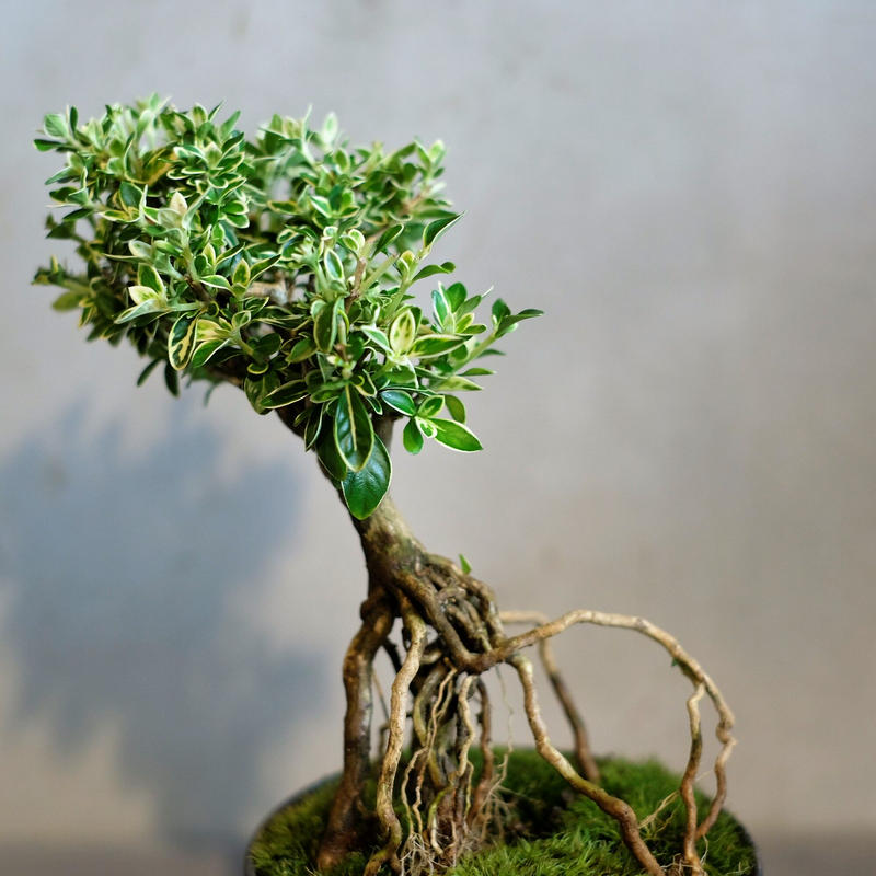 斑入り白丁花 Saku Botanicalworks